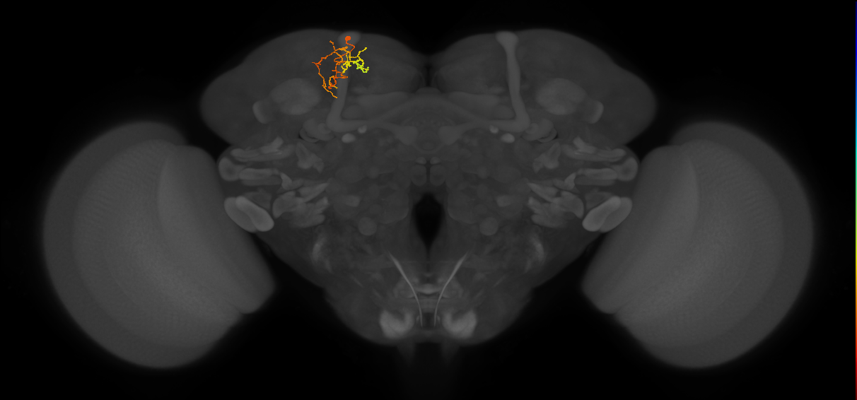 adult SLPpm2 lineage neuron