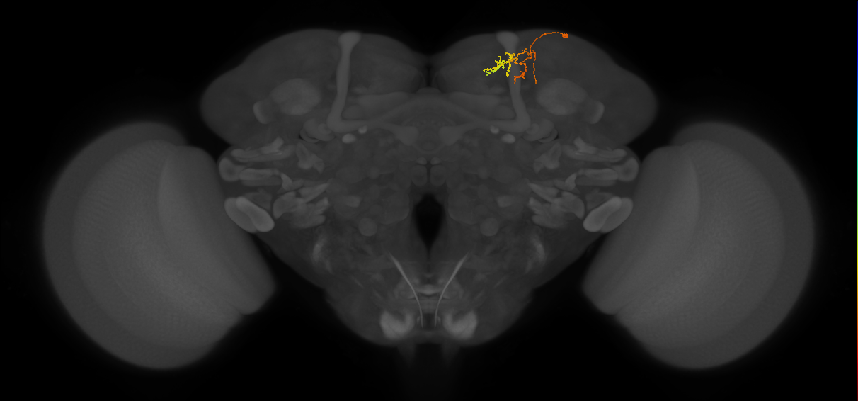 CB4134_R (MaleCNS:157627)