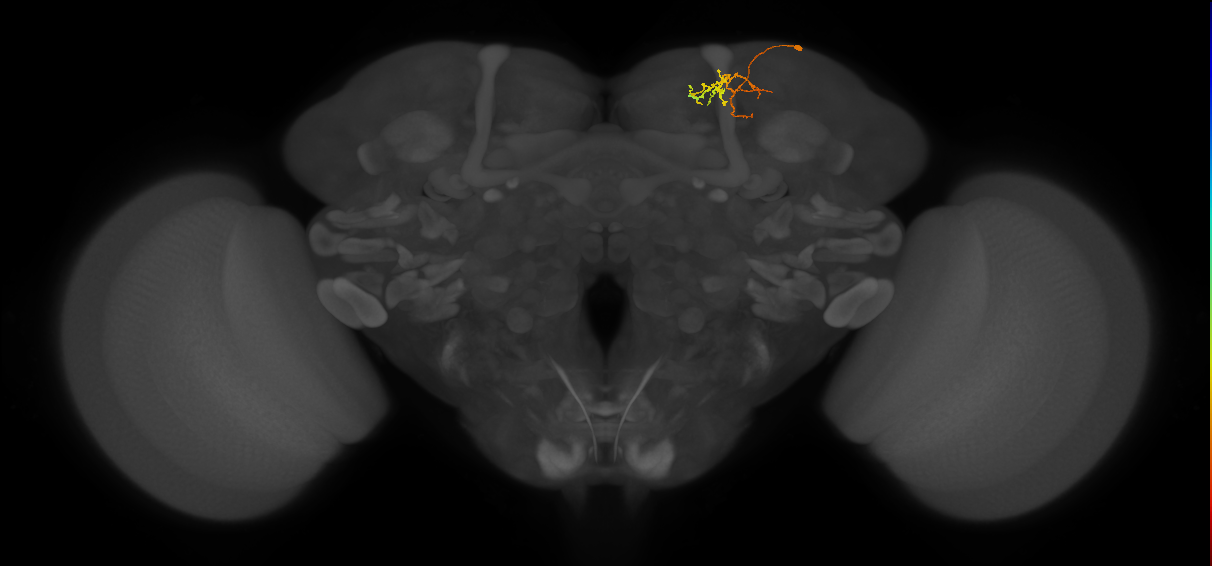 CB4134_R (MaleCNS:161670)