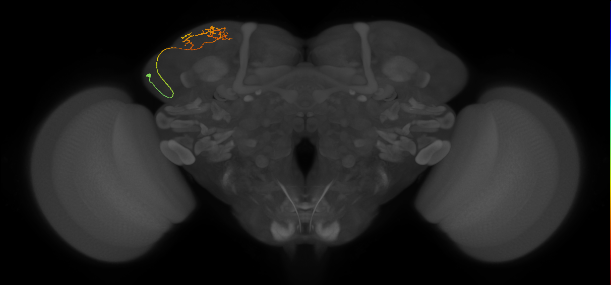 adult SLPav2 lineage neuron
