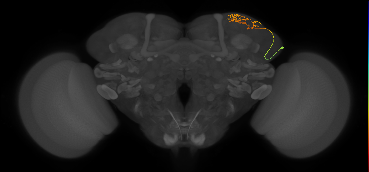 adult SLPav2 lineage neuron
