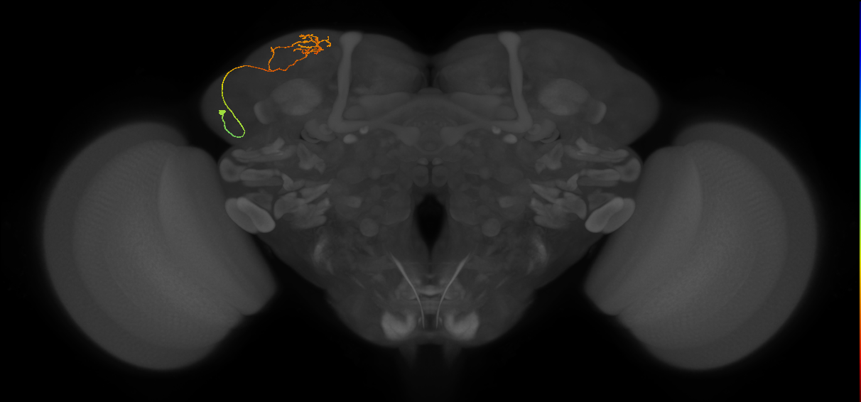 CB4138_L (MaleCNS:565520)