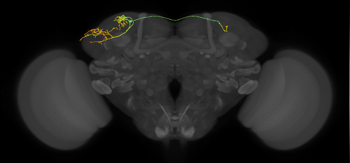 CB4141_L (MaleCNS:89887)