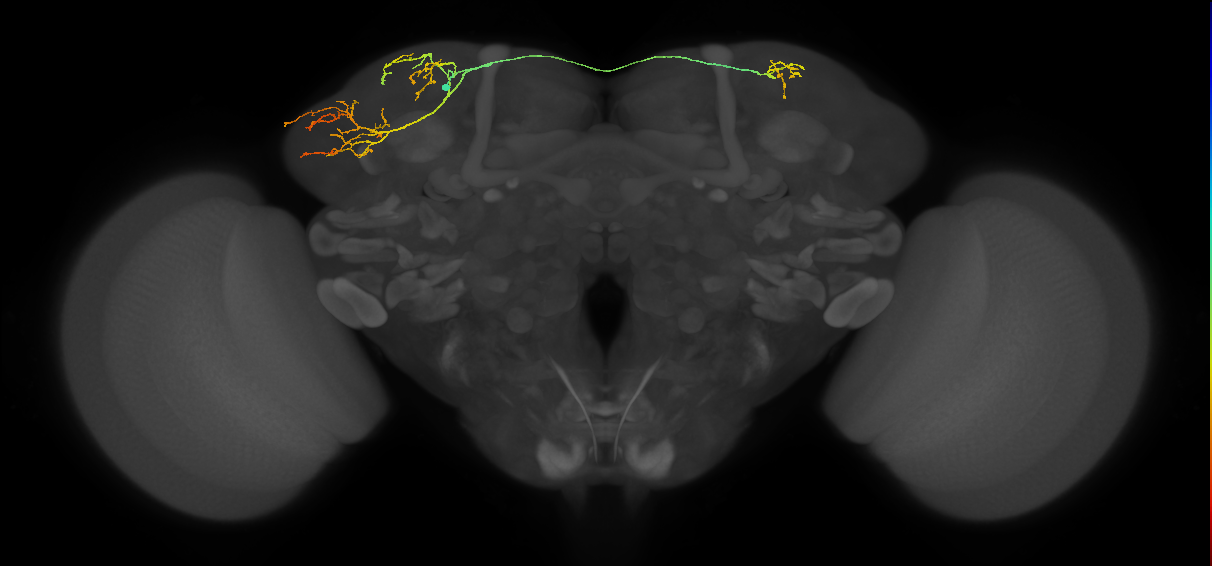 adult LHd1 lineage neuron