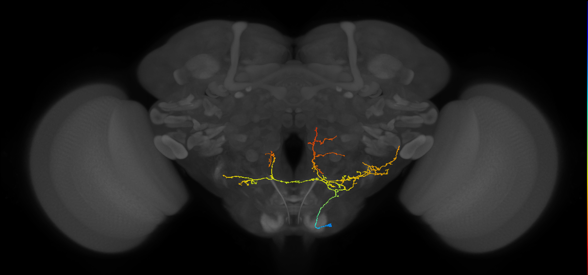 CB4143_R (MaleCNS:47492)
