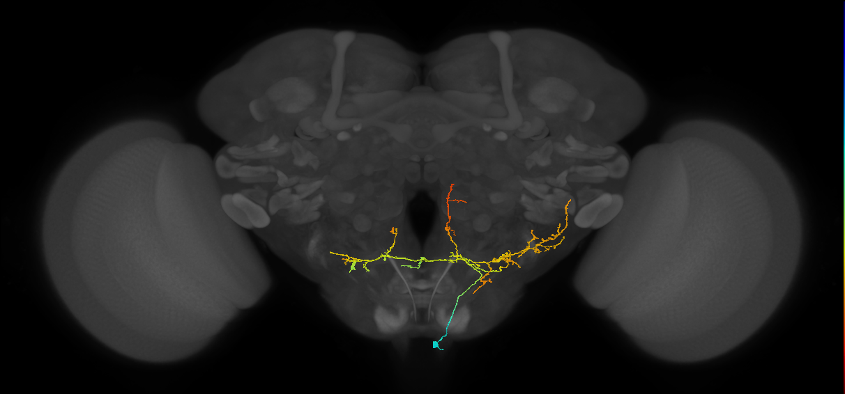 CB4143_R (MaleCNS:515678)