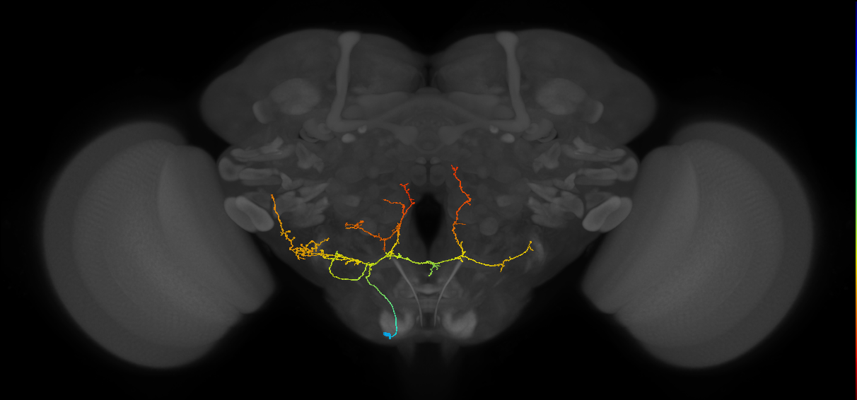 CB4143_L (MaleCNS:86666)