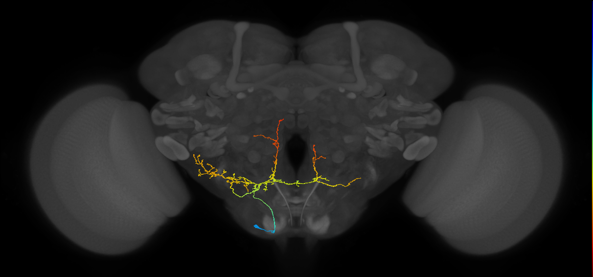 CB4143_L (MaleCNS:59431)