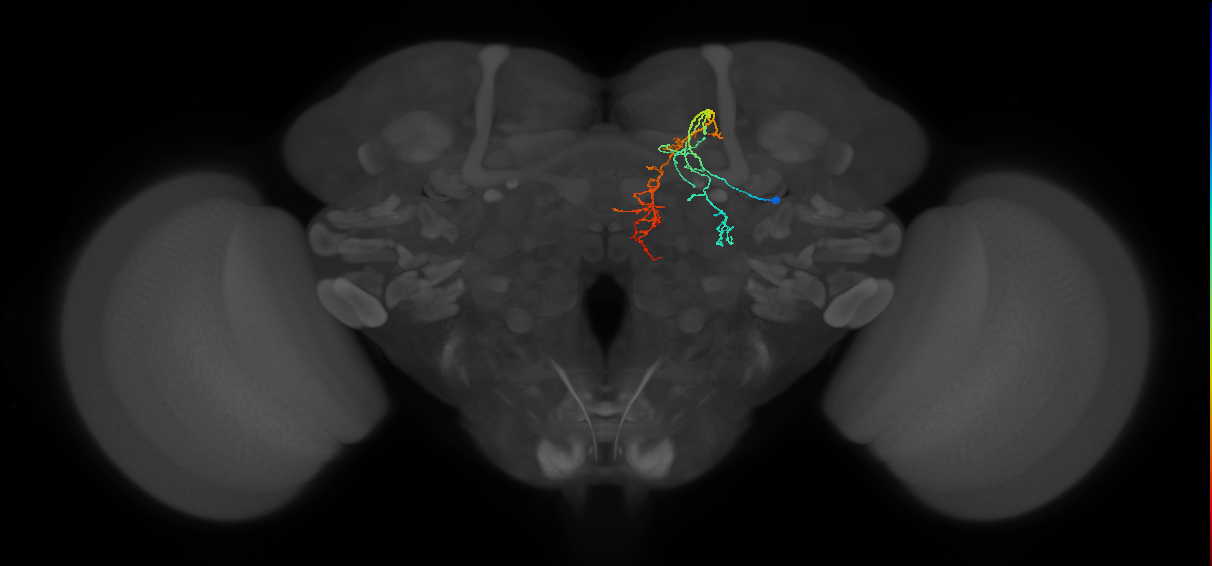 CB4155_R (MaleCNS:116443)