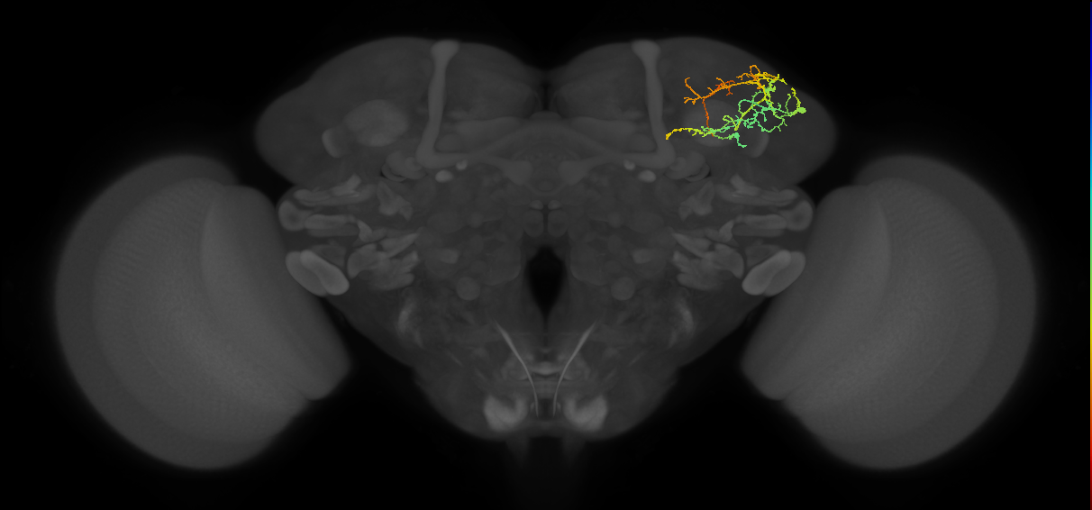CB4158_R (MaleCNS:44961)
