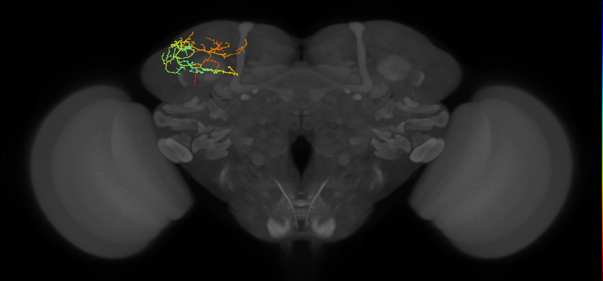 CB4158_L (MaleCNS:57238)