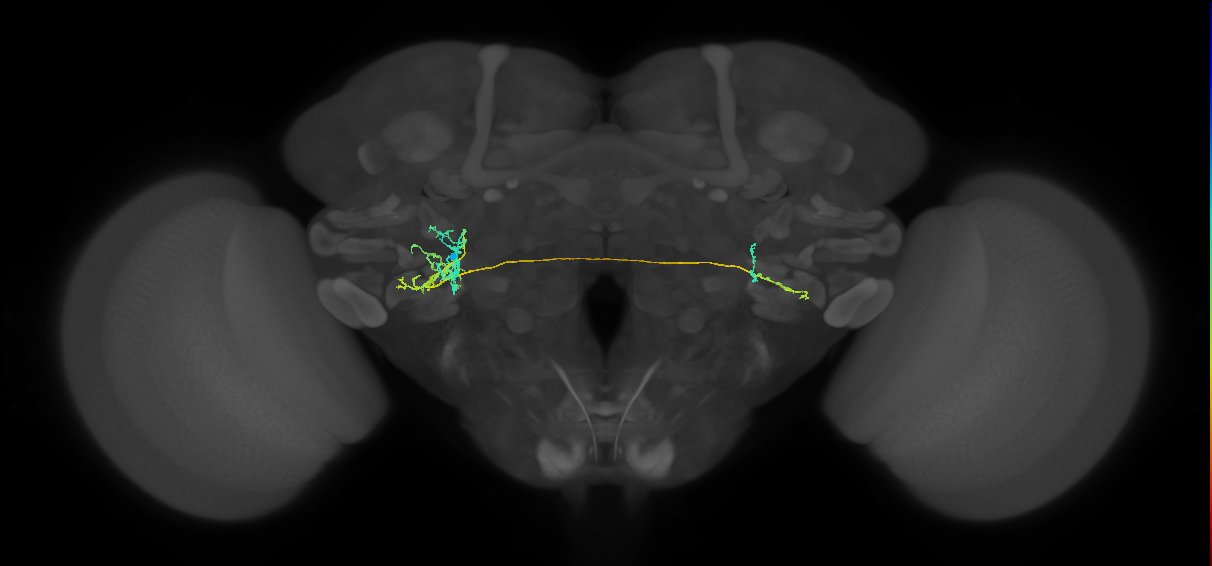 CB4162_L (MaleCNS:524456)