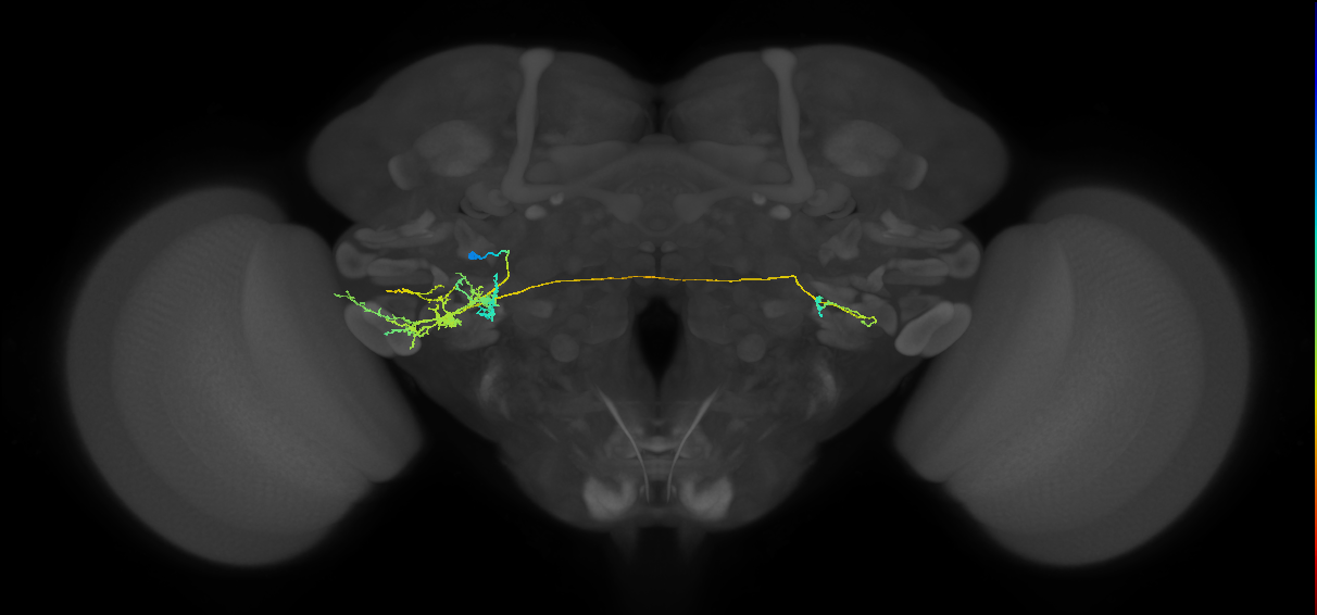 CB4163_L (MaleCNS:588414)