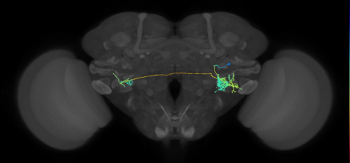 CB4163_R (MaleCNS:534052)