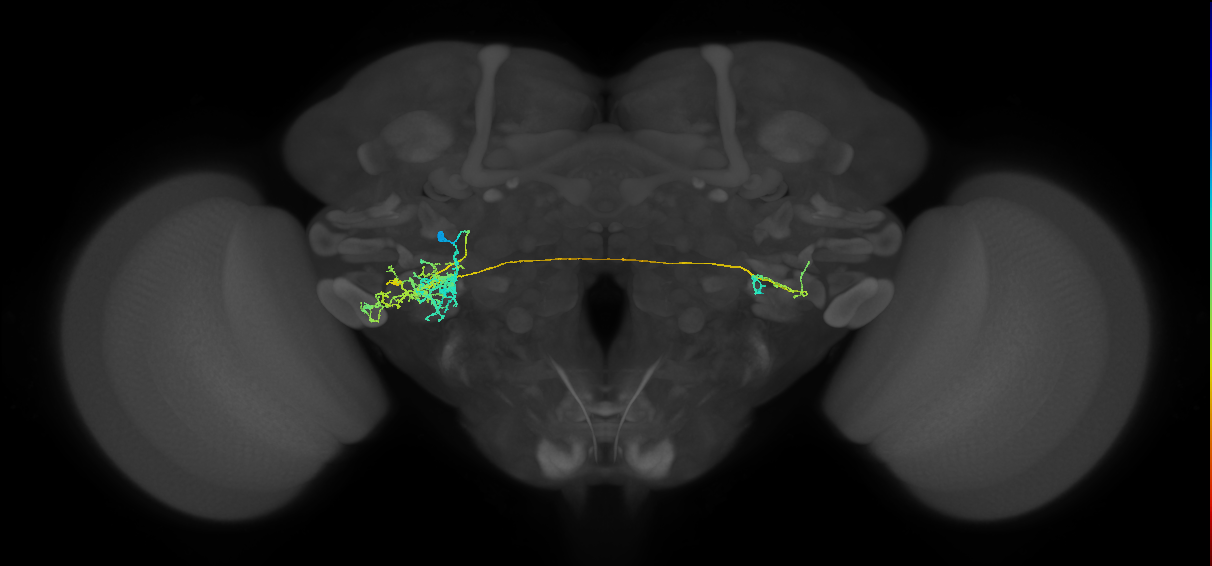 CB4163_L (MaleCNS:524502)