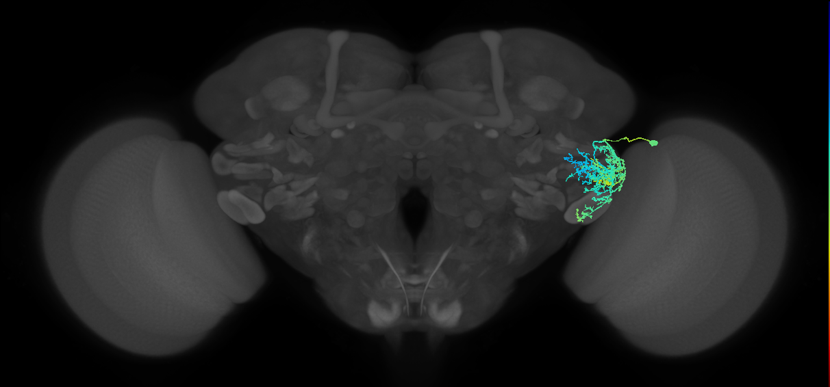 BLD3 lineage neuron