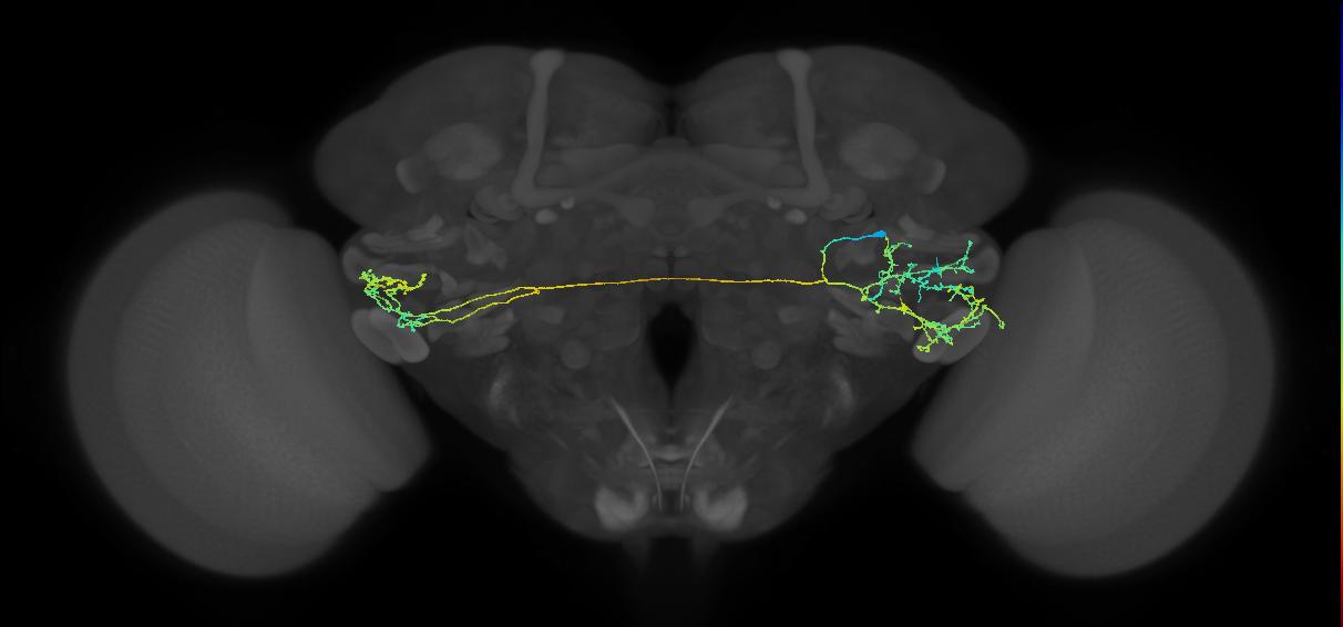 CB4168_R (MaleCNS:70554)