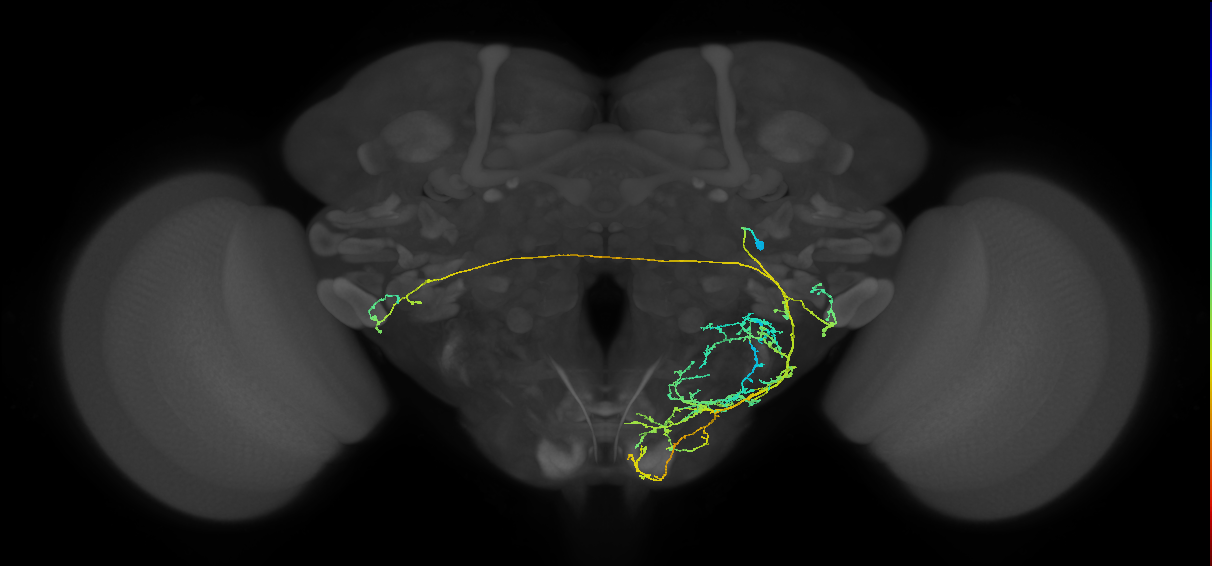 DALv1 lineage neuron