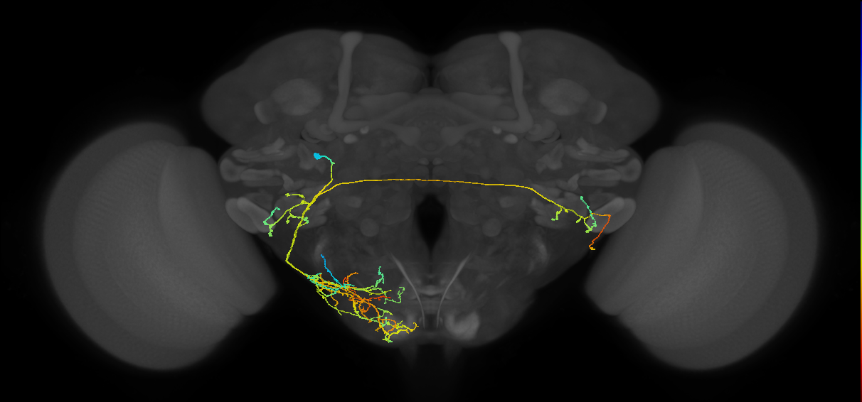 DALv1 lineage neuron