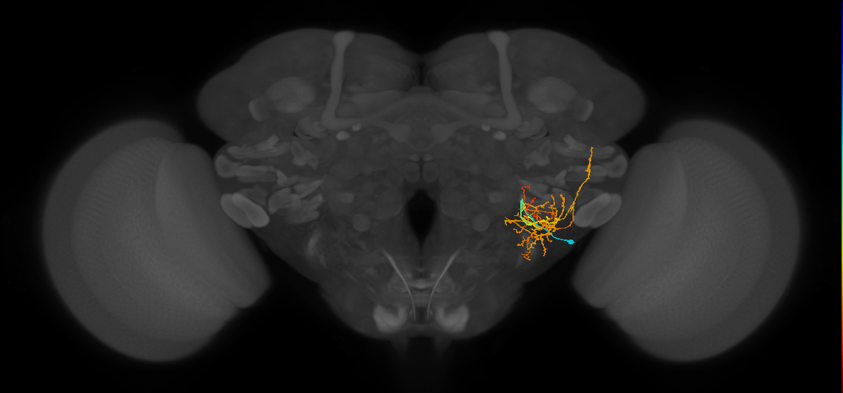 CB4181_R (MaleCNS:30985)