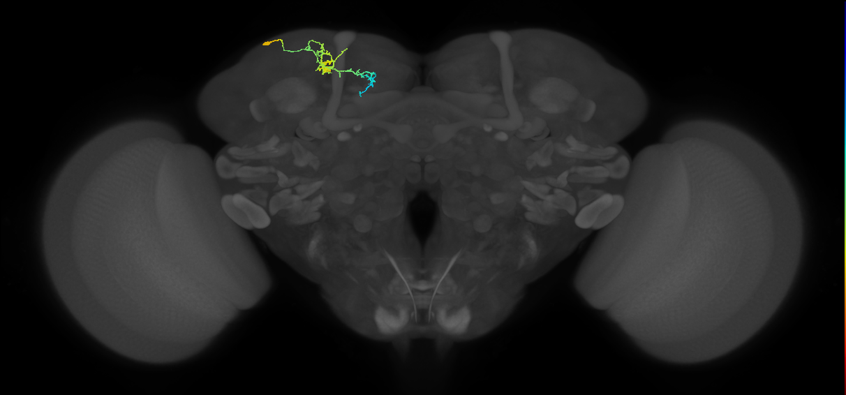 CB4197_L (MaleCNS:113938)