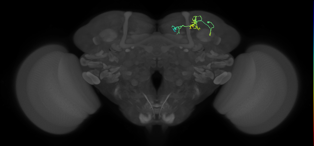 CB4197_R (MaleCNS:915916)