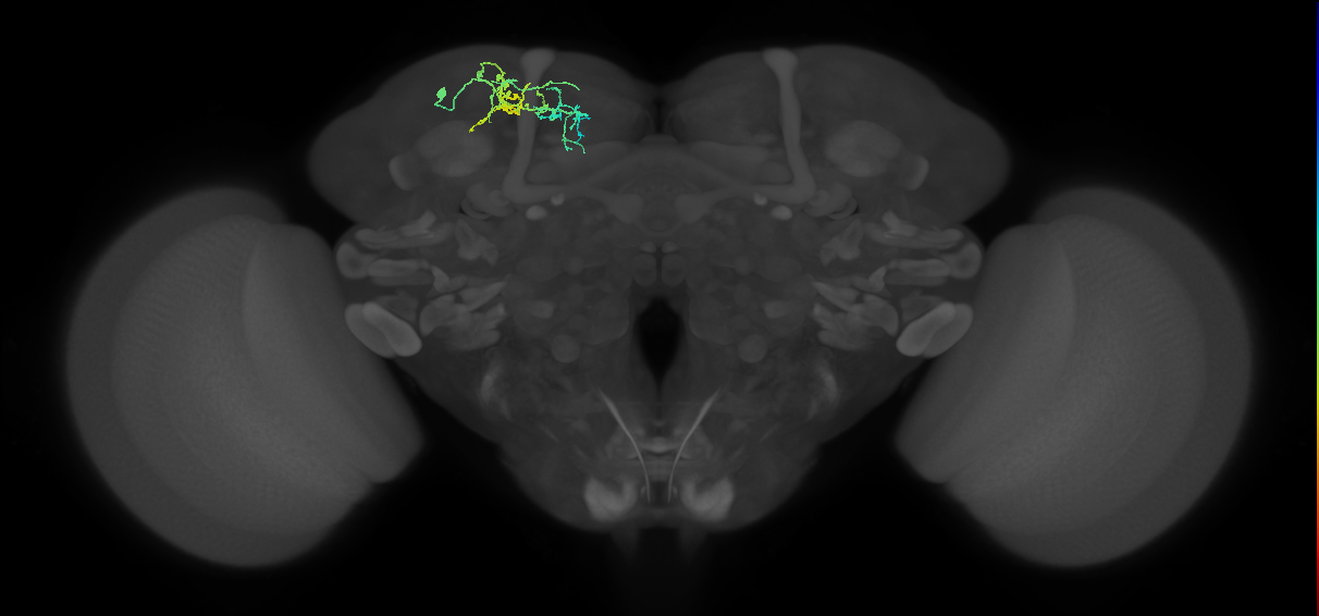 CB4197_L (MaleCNS:148442)