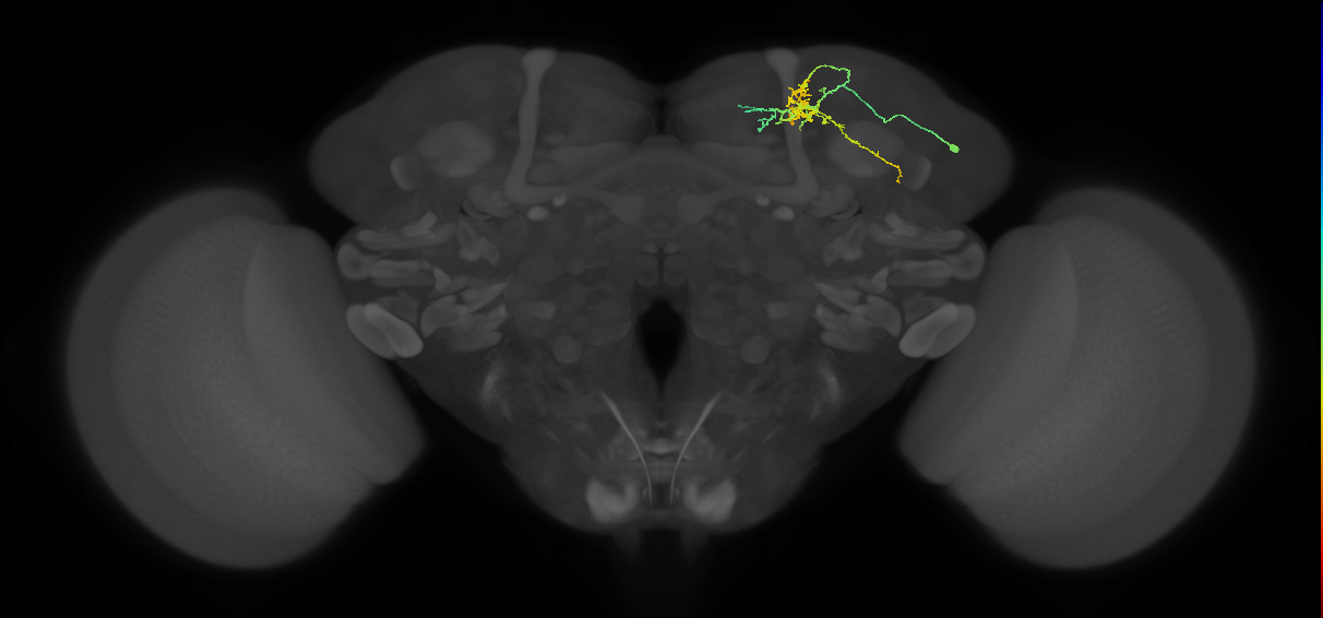 CB4198_R (MaleCNS:124749)