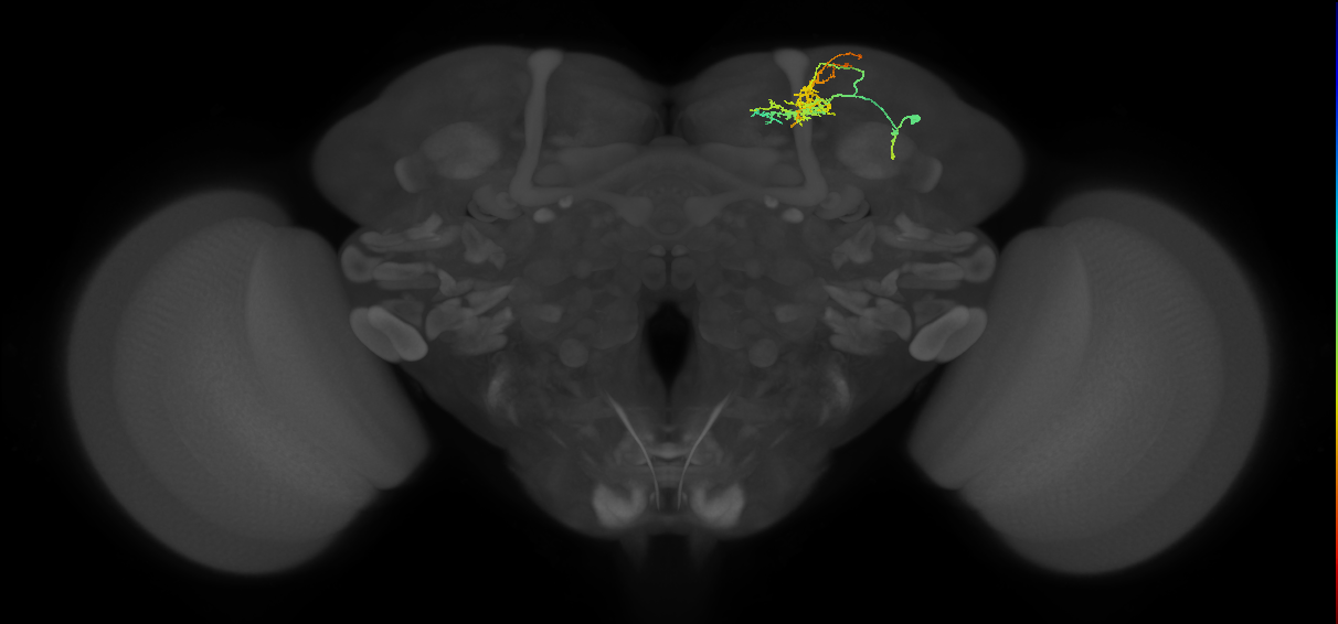 CB4198_R (MaleCNS:75517)
