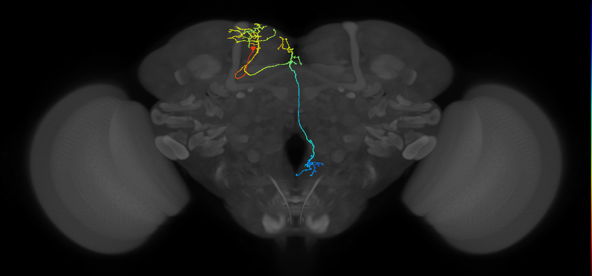 adult SMPpv1 lineage neuron