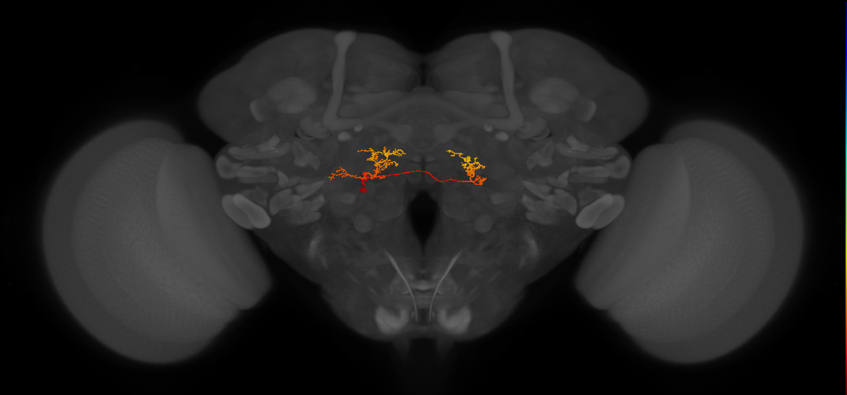 CB4206_L (MaleCNS:48805)