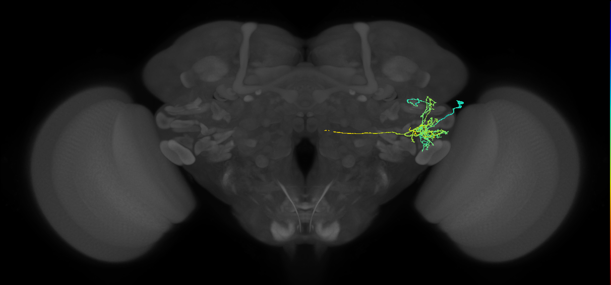 CB4214_R (MaleCNS:37669)
