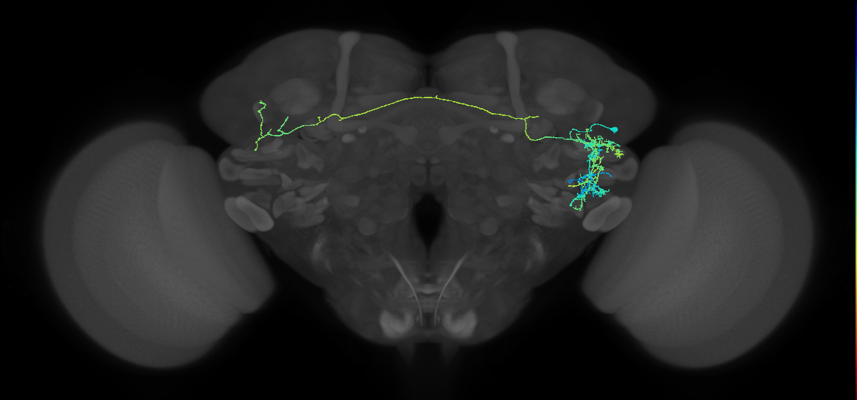 CB4216_R (MaleCNS:43939)