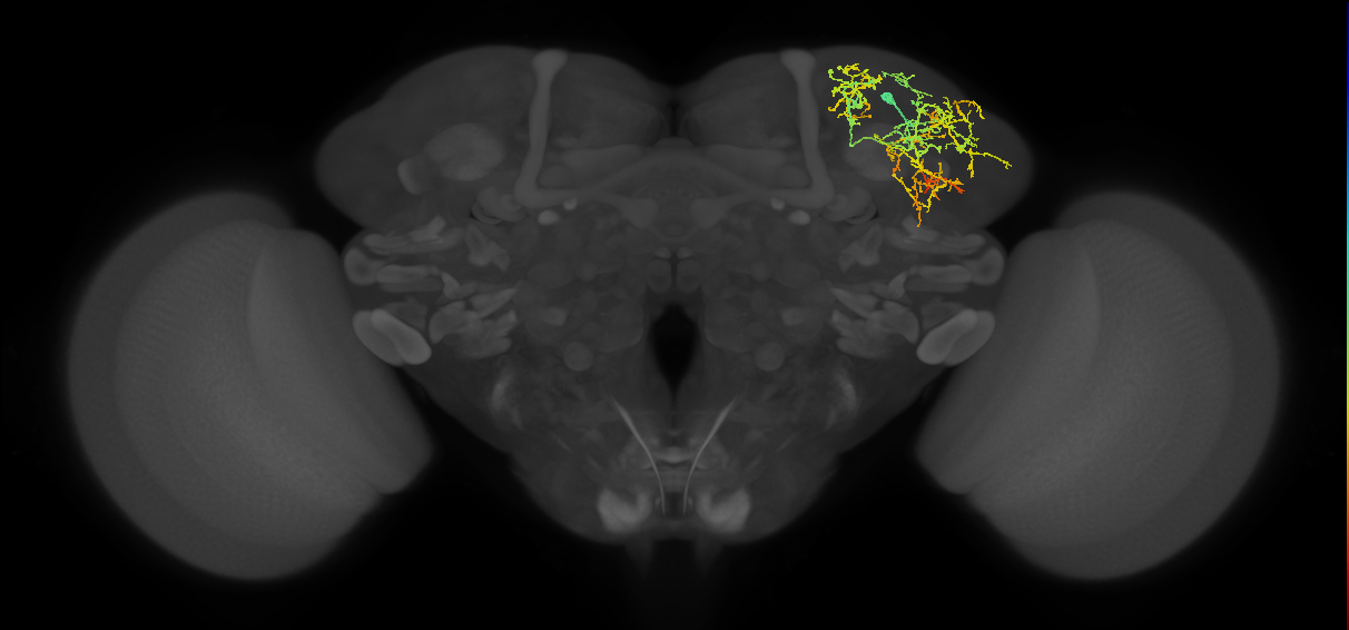 CB4220_R (MaleCNS:37139)