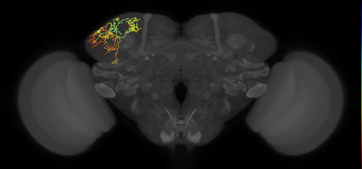 CB4220_L (MaleCNS:559773)