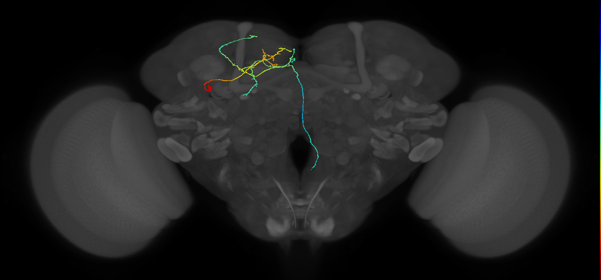 CB4242_L (MaleCNS:122455)