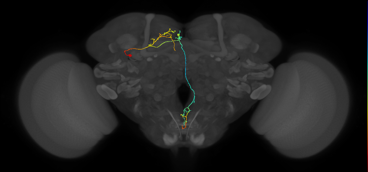 CB4242_L (MaleCNS:130751)