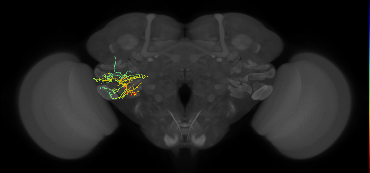 CB4245_L (MaleCNS:127314)