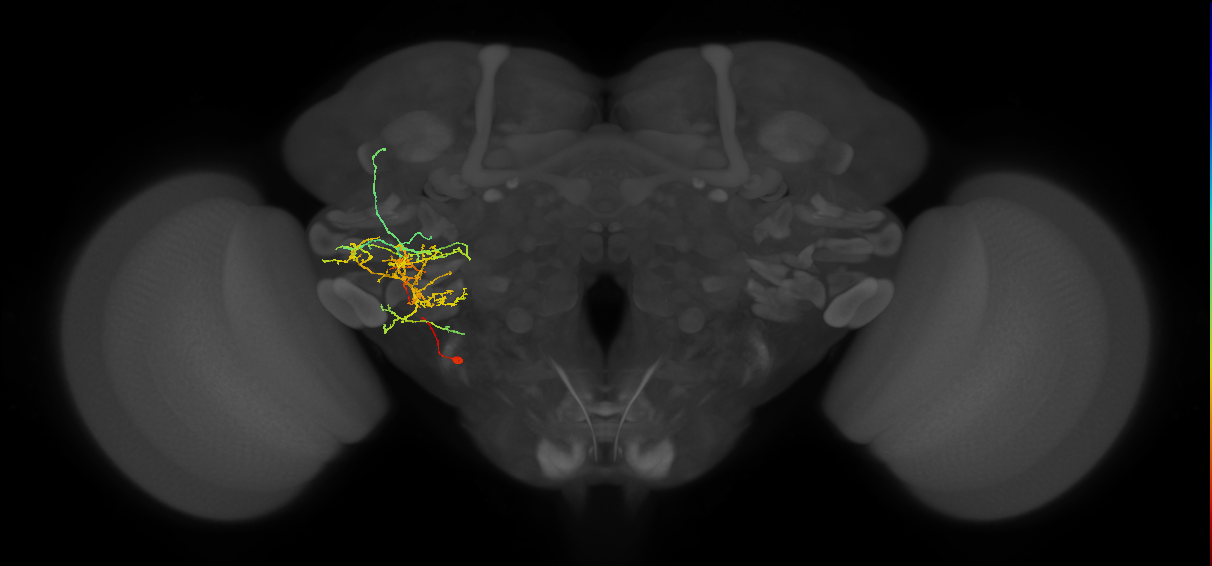 CB4245_L (MaleCNS:78847)