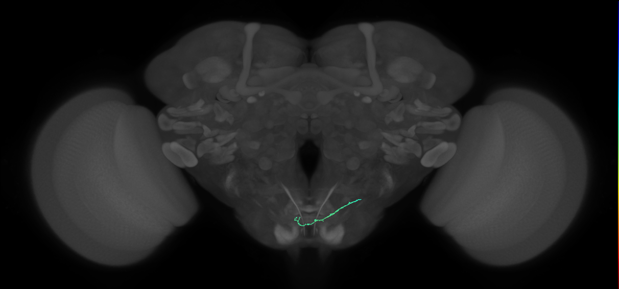 CB4246_R (MaleCNS:435077)