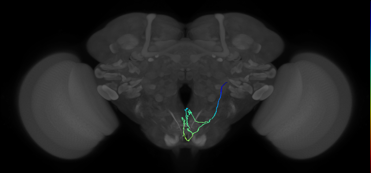 CB4246_R (MaleCNS:566476)