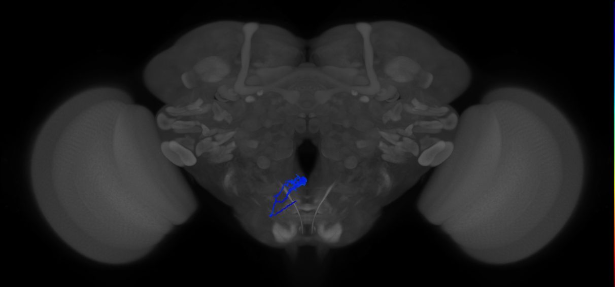 adult motor neuron