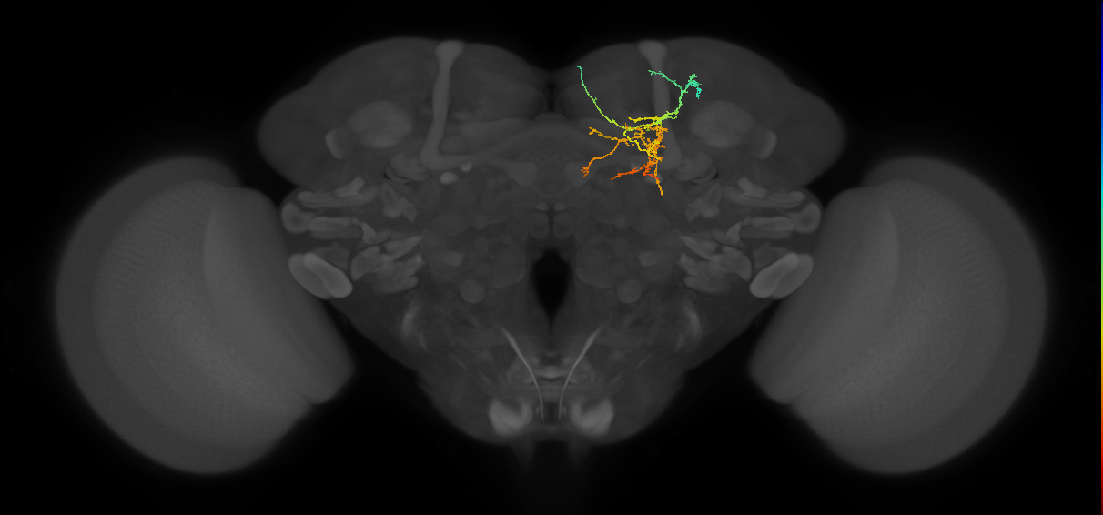 adult SMPad2 lineage neuron