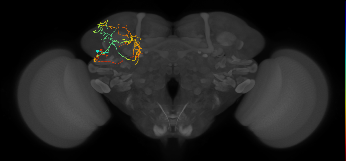 BLAvm medial hemilineage neuron