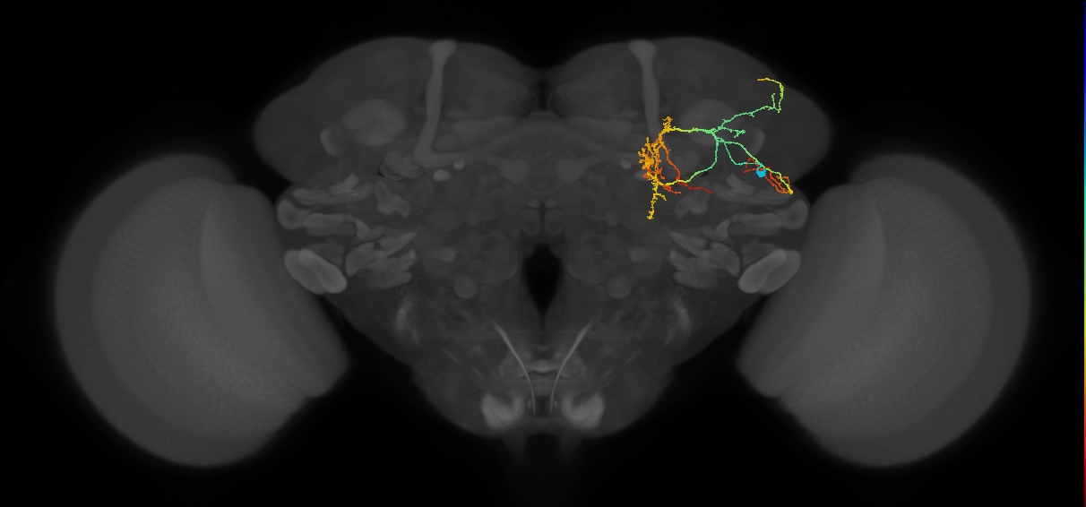 CL089_a2_R (MaleCNS:34396)