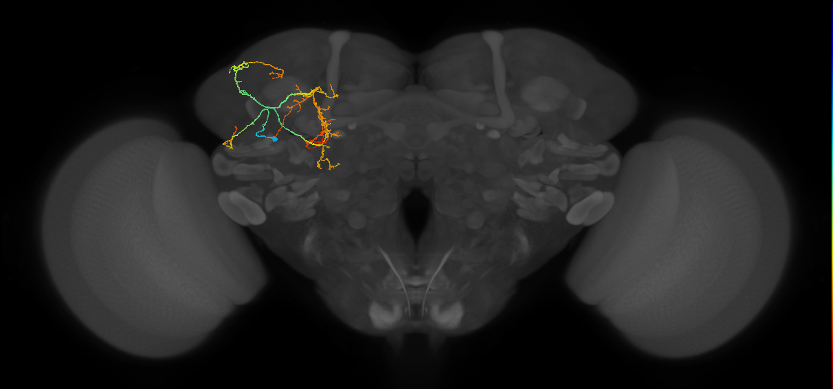 CL090_b_L (MaleCNS:107557)