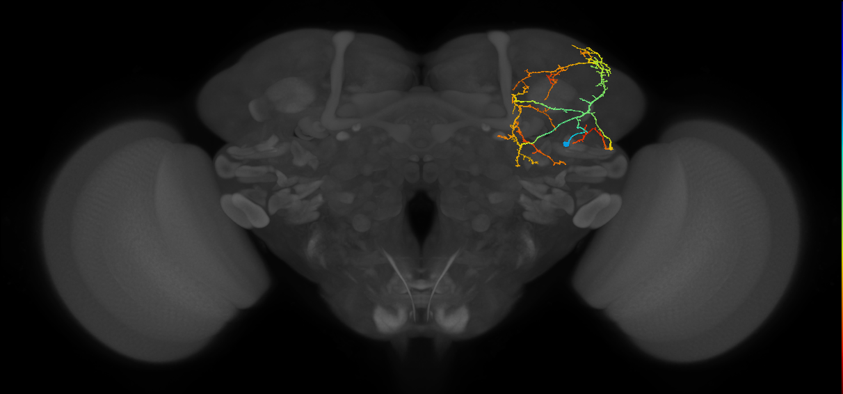 CL090_c_R (MaleCNS:55287)