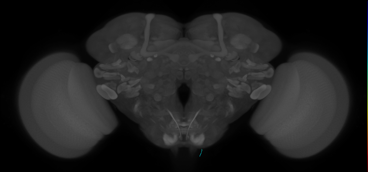 BM_InOm_R (MaleCNS:581219364)