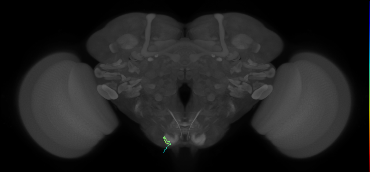 BM_InOm_L (MaleCNS:208515)