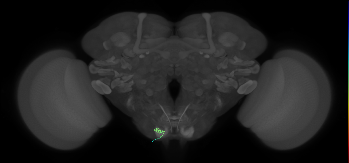 BM_InOm_L (MaleCNS:222415)
